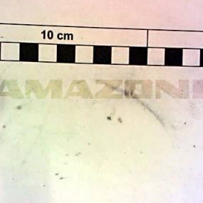 Passfeder F. Ea204 Amazone Y370004000